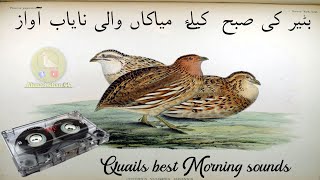 Batair ki subha keliye awaz 2024 batair ki morning awazquail sound batair ki awazبٹیر کی آواز [upl. by Ymma691]