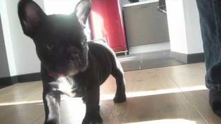 Juka french bulldog first day  home [upl. by Lynea]