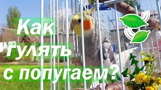 Как гулять с попугаем на улице Солнечные ванны для попугая  Рокки Life [upl. by Janean]