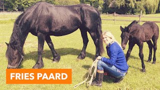 Fries paard met veulen  PaardenpraatTV [upl. by Netnert252]