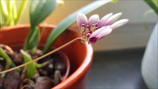 Orchidomania Presents Bulbophyllum lepidum [upl. by Galang]