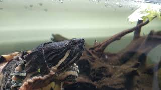 Yellow bellied slider enjoys some lettuce [upl. by Nielsen495]