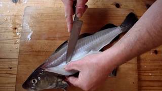 Filleting A Cod or Codling Cooking Fish [upl. by Noyahs]