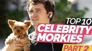 Top 10 Most Famous Morkie amp Yorkie Dogs  Part 2 [upl. by Cocke]