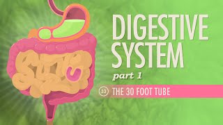 Digestive System Part 1 Crash Course Anatomy amp Physiology 33 [upl. by Llerod]