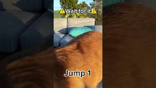 Corgi vs Goldendoodle jump corgi goldendoodle cute funny dogjump jumpingdogs cutedogfunnydog [upl. by Brinn169]