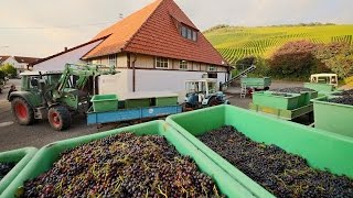 Die Keltern in Korb Steinreinach und Kleinheppach  Weinlese mit Vollernter [upl. by Felt]