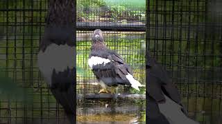 Stellers Sea Eagle in Boston Zoo eagles birds animals predators seaeagle wildlife [upl. by Otiv742]