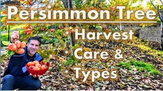 Persimmon Tree Harvest  Care  Varieties [upl. by Carlock]