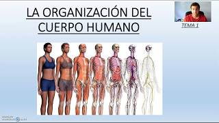 La organización del cuerpo humano [upl. by Ainyt892]