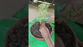 Aralia liveplant bonsai prebonsai gardening nursery shorts shortvideo viralvideo [upl. by Sullivan769]