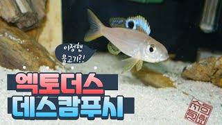 이정현 와 엑토더스 데스캄푸시 Ectodus descampsi [upl. by Meadow662]