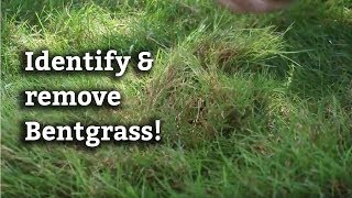 Dealing With Bentgrass  Expert Lawn Care Advice [upl. by Guyon]