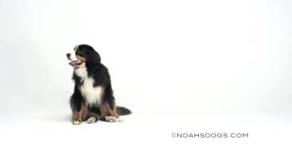 Bernese Mountain Dog Sit Up  Noahs Dogs [upl. by Nils]