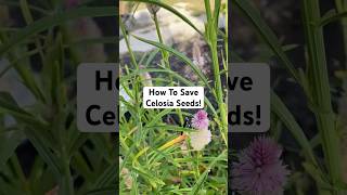 How To Save Celosia Seeds garden flowers shortsvideo [upl. by Ffej790]