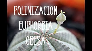 Polinización Euphorbia Obesa [upl. by Caterina]