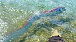 GIANT OARFISH FILMED IN MEXICO [upl. by Leelah]