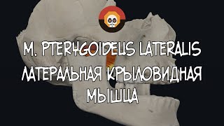 Латеральная крыловидная мышца m pterygoideus lateralis3D Анатомия [upl. by Almat]