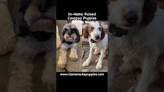 F1b Cavapoo Puppies On The Way httpswwwhomemadepuppiescompuppiesPepperCavapooLitter cavapoo [upl. by Gawen834]