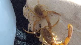 Egyptian Deathstalker Scorpion Mating w Spermatophore 22 Sloan Iowa [upl. by Elleda215]