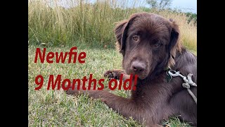 Newfie puppy 9 months old [upl. by Ainsley]