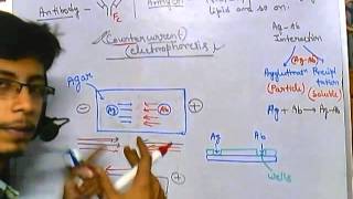 Immunoelectrophoresis counter current [upl. by Dana]