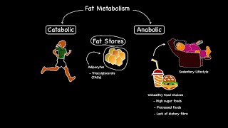 BIO Lipid Metabolism  Lipolysis [upl. by Retsevel]