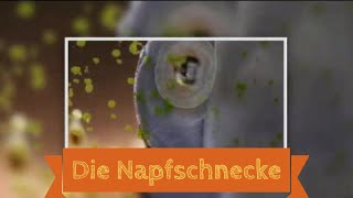 Die Napfschnecke beim Algen Verputzen  Neritina pulligera [upl. by Eniamrehc153]