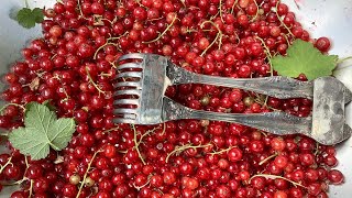 How to harvest currants Как собрать смородину [upl. by Yelich]