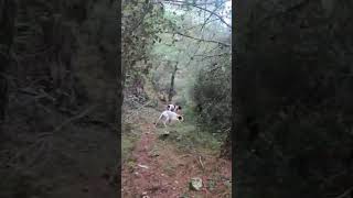 caccia huntinglife dog becasse becada hunting hunter woodcock shotkam benelli gopro [upl. by Stargell]