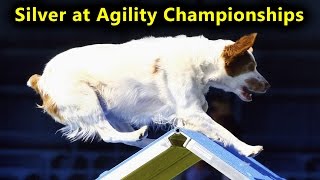 Brittany Spaniel in Agility Wins Silver at Championships [upl. by Schlicher]