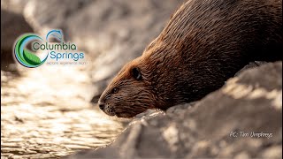 Beaver Relocation with Amanda Keasberry Cascade Forest Conservancy  Columbia Springs Beaver Bash [upl. by Alyak420]