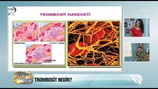 Trombosit nedir Ne işe yarar [upl. by Eddi]