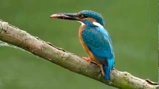 Kingfisher  BirdCall  bird song [upl. by Nibbs]