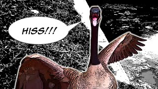 Angry Canadian Goose Hissing [upl. by Nerha688]