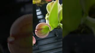 Feeding Heliamphora carnivorousplants houseplants plants plantcare [upl. by Castillo]