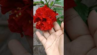 Hibiscus Plant Care🌺☀️ flowers hibiscus garden gardening plants shorts viral phool [upl. by Neroled376]