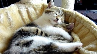 Top 20 Cute Kittens and Cats Hugs  Happy Valentines Day Video Compilation [upl. by Merridie]