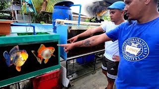 Secret of GOLDFISH grooming  Gold Fish from thailand  ft roel santillan [upl. by Dixil51]