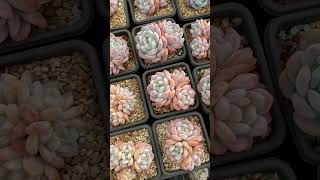 gorgeous Echeveria elegans cv Hosikage plants succulentlife succulentobsession [upl. by Goldia]