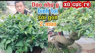 1011 xã rẻ siêu bông bình lợi 🌼sài Gòn 🌼Dảo như ý 2 mùa đế đẹp nụ nhiều ☎0939099607 thúy hằng [upl. by Dannon]