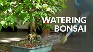 Keeping a Bonsai Tree Small Dec 2016 [upl. by Latham]