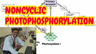 NON CYCLIC PHOTOPHOSPHORYLATION  TAMIL EXPLANATION [upl. by Ytsim]