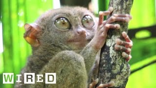 Absurd Creatures  The Tarsier Leaps Like a Superhero Looks Like Yoda [upl. by Anerual]