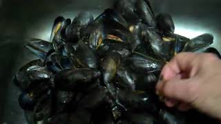 Newfoundland Making More Picaroons and The New Minipic and First Mussels 2024 [upl. by Enomys]