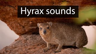 The frightening scream of the rock hyrax  Wildlife sounds [upl. by Ardnaet525]