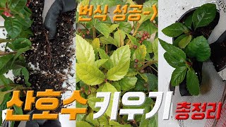 산호수 키우기 🌱 산호수 삽목 🍒 산호수 번식 방법 🌴 산호수 관리법 coralberry plant care [upl. by Casady]