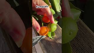 Kumquats 🍊🍊 shorts fruit shortvideo satisfying enjoy kumquats [upl. by Deni]