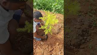 Plantation of Bottlebrush Melaleuca bracteata agro farming Plantation bottlebrush [upl. by Enihpled]