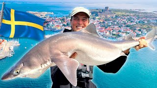 WIR FANGEN 100 HAI IN SCHWEDEN 🦈 [upl. by Magnum209]